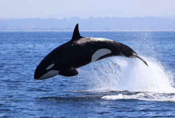 白化虎鲸 抹香鲸图片