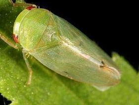 一样的小虫子学名是什么? 就是那种经常在灯周