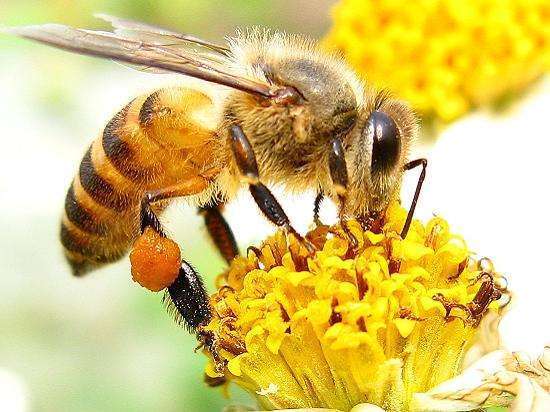 关于蜜蜂的诗句?