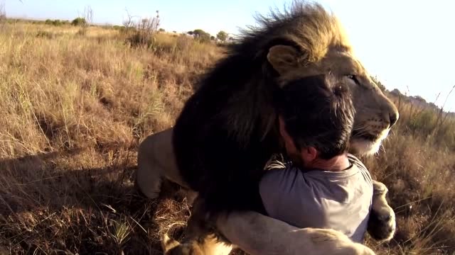 一个被狮子王拥抱的男人