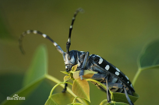 求天牛学名,吃什么