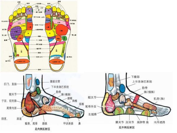 脚肚图片结构图图片