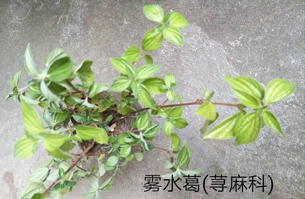 花脸獐能吃吗图片