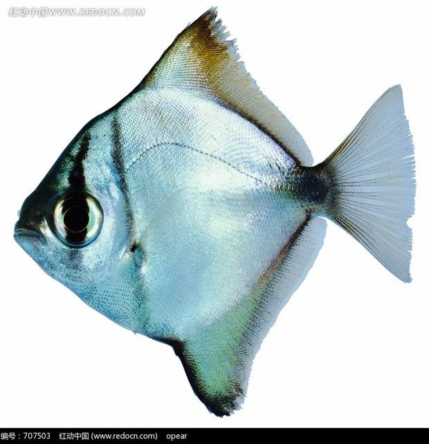 请问这是什么鱼?体型菱形,边上有黄颜色 图