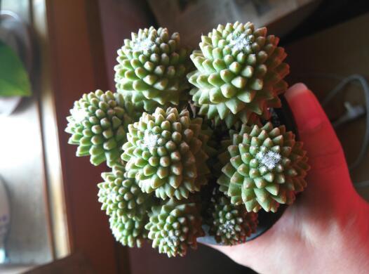 04 无刺断琴丸 仙人掌科乳突球属植物 用微信扫描二维码 分享至好友和