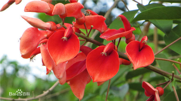 红色的长的像豆角的花是什么花?如图片