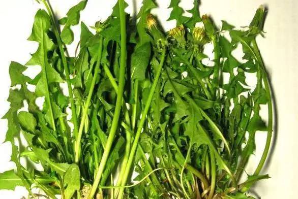 蒲公英能做菜吃吗?