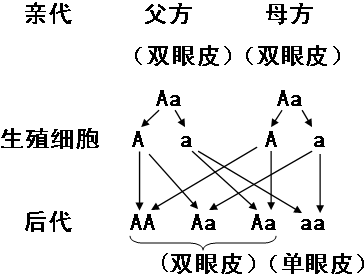 當控制某個性狀的基因一個是顯性,一個是隱性時,只表現出顯性基因控制