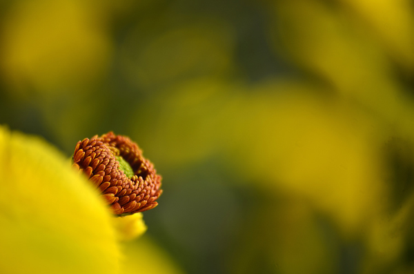 佳能6D配适马APO 70-300mm f\/4-5.6 DG Mac