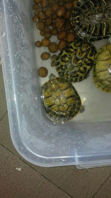 小乌龟不吃不喝不动是不是生病了,其他的都很