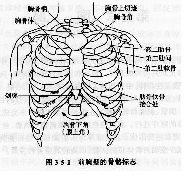 胸骨上切迹位置图解图片