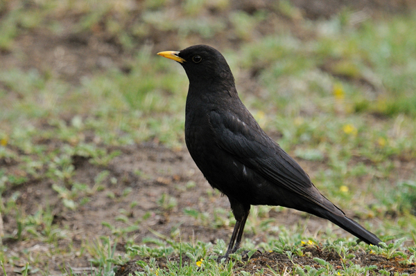 跟画眉鸟大小差不多,就是全身是黑色的那是什么鸟