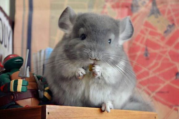 要紫灰龙猫和纯紫的图片.还有紫灰毛色究竟是什么样的