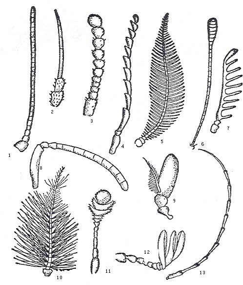 具芒状触角结构图图片