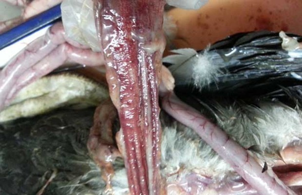 鹅霍乱的防治方法