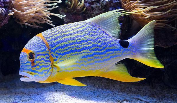 笛鲷科     lutjanidae      帆鳍笛鲷属     symphorichthys   鱼类