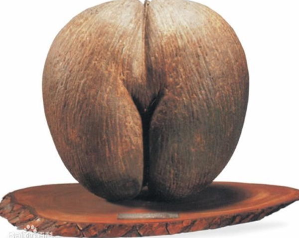 海底椰肉是海椰子的果肉部分.