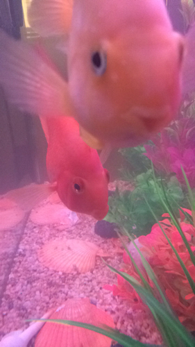 鹦鹉鱼跟地图鱼会不会吃小鱼呢