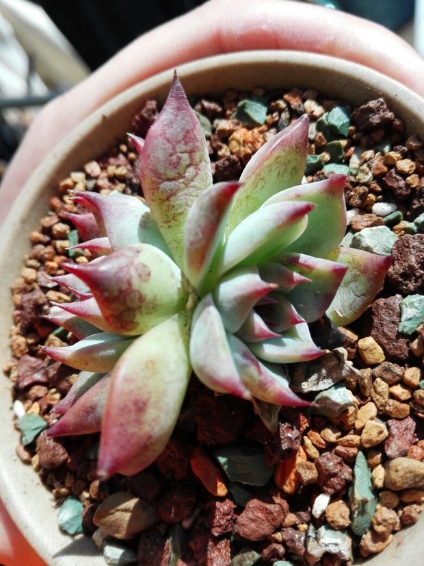 请问多肉血斑是什么?这个吉娃娃呢?种花内行回答