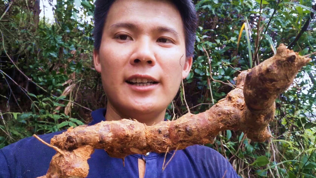 深山上的野生土茯苓,也叫"冷饭头",你知道有什么用处吗?