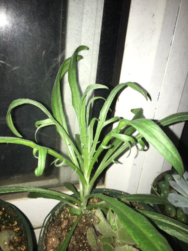 这种白色叶子的植物是什么 请大神帮忙解答