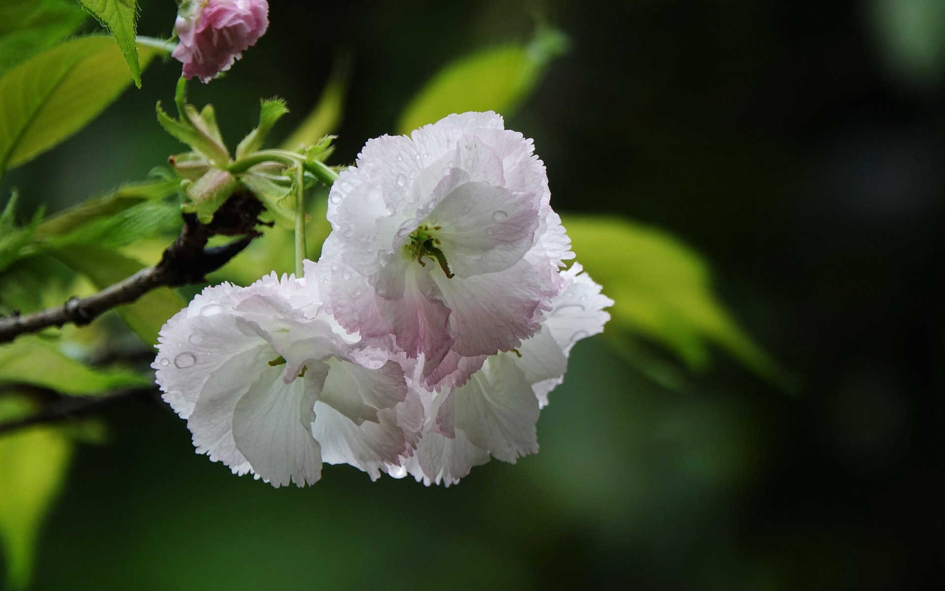 粉白色的樱花图片[图12]