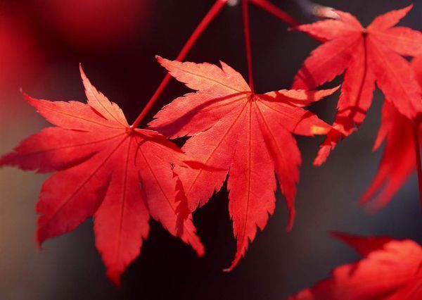 秋天都有什么树的叶子会变为红色?