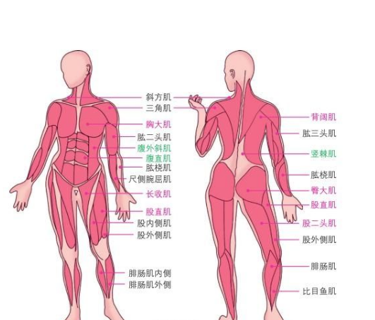 人体各个部分肌肉的英文