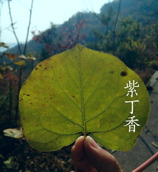 各种树叶的名称及图片,是什么树叶?