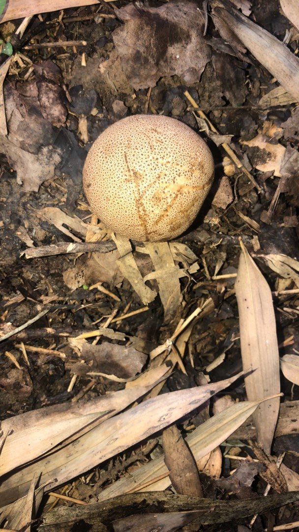 在竹林里发现的,有人知道可以食用吗?是什么菌