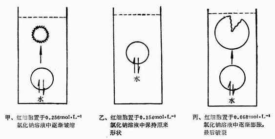 什麼是高张溶液?什麼又是低张溶液?
