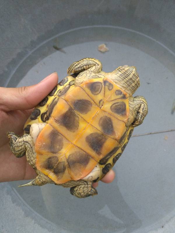 我养的巴西龟好好的四肢根部跟气肿了一样四肢还无力不吃东西张口大喘