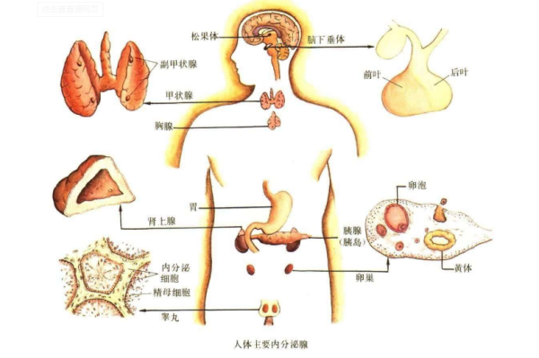 睾酮是什么?