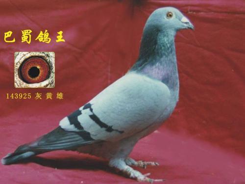 鸽子王是什么?