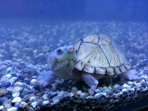 这种刀背麝香龟怕冷吗?