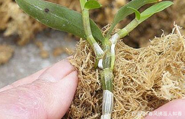 铁皮石斛如何扦插繁殖?