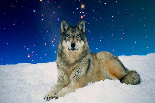 为什么意大利人尊奉狼为祖先?