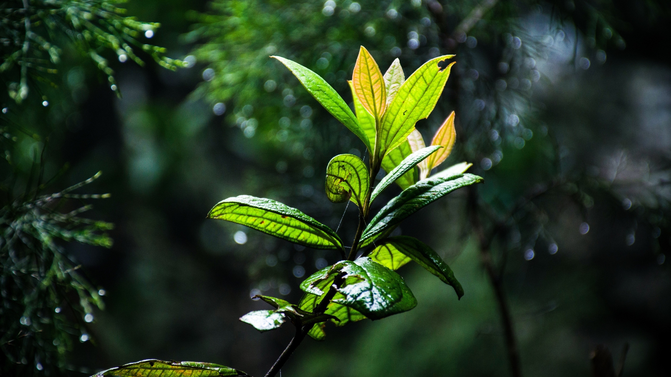 绿色的植物绿叶图片[图3]