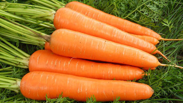 红薯,山药,红萝卜,鸡蛋羹能一起吃吗