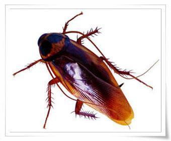 鲍鱼壳能驱除蟑螂吗?