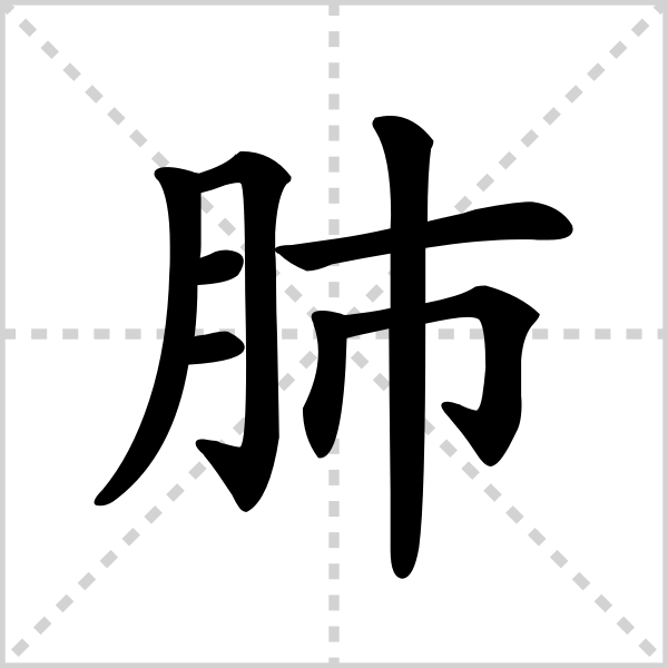 肺的解释|读音|部首|组词