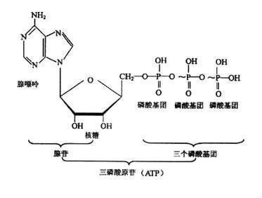 五碳糖分子式结构图图片