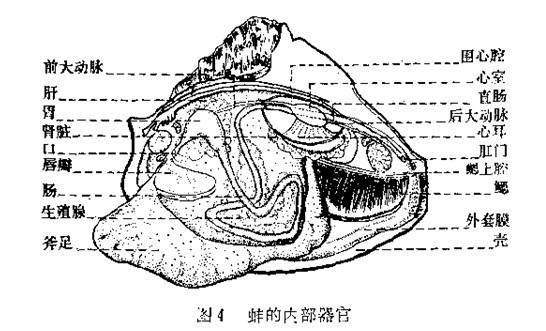 河蚌解剖结构手绘图图片