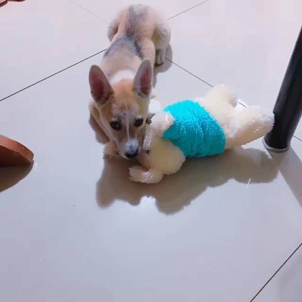 这是什么狗?感觉像柯基但是腿又这么长,会不会