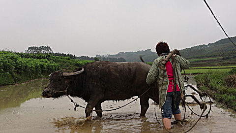 农村大姐变女汉子,用 大水牛耙田,你们见过吗