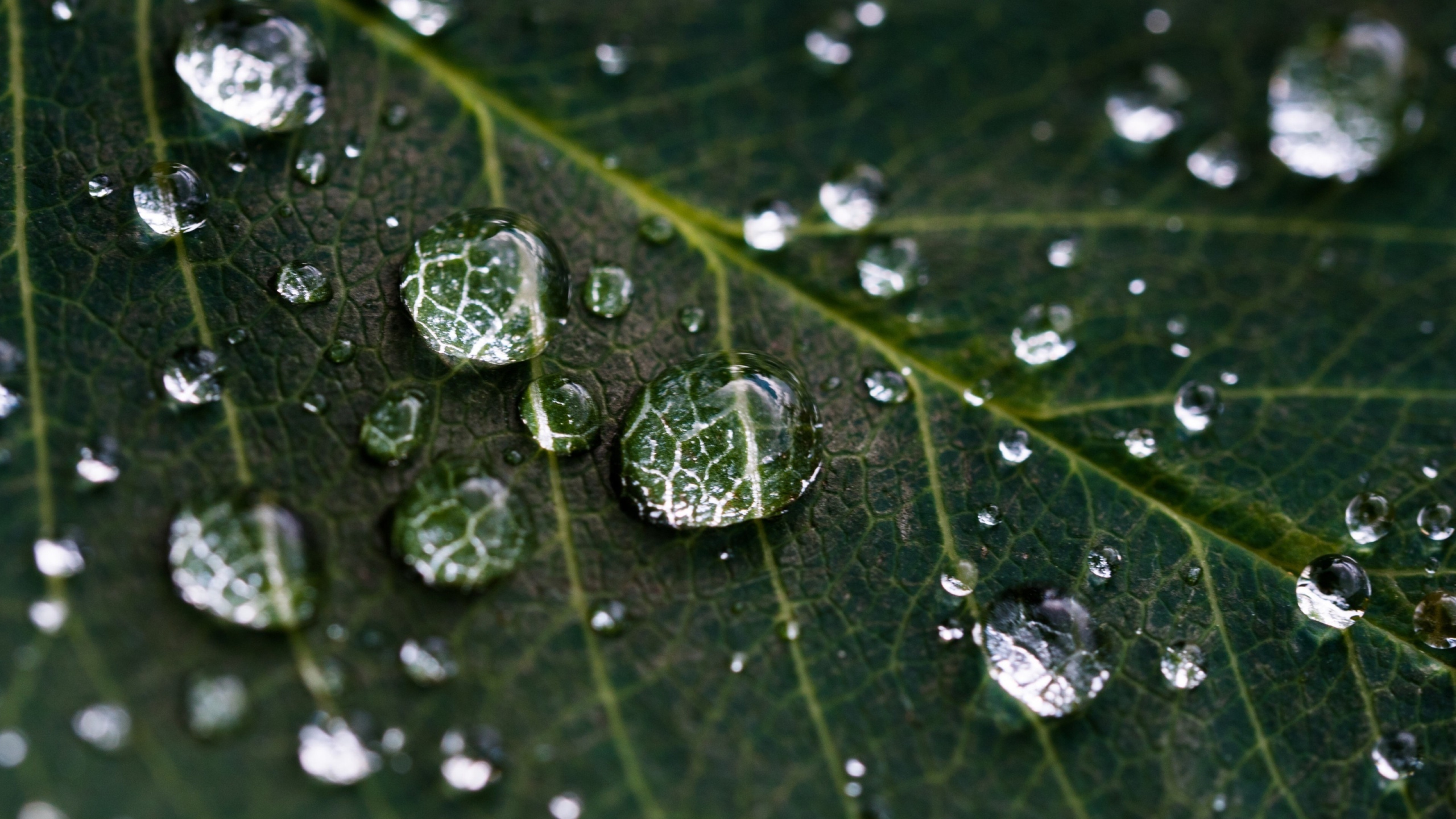 清晨植物上的露水图片[图8]