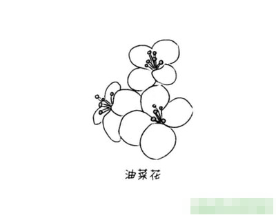 油菜花简笔画怎么画