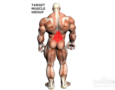 如何锻炼腰部肌肉,腰部肌肉的锻炼方法