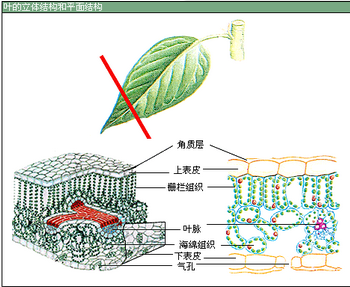 叶片的结构如图:靠近上表皮的叶肉细胞呈圆柱形,排列整齐,就像栅栏
