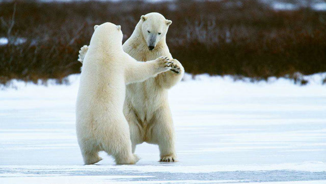 东 北虎vs北极熊,谁才是北半球的最强动物王者?